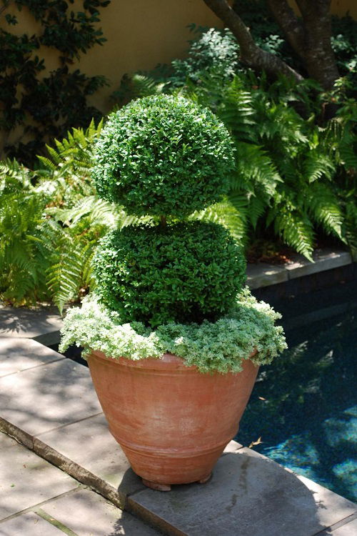 boxwood landscaping designs for garden 3