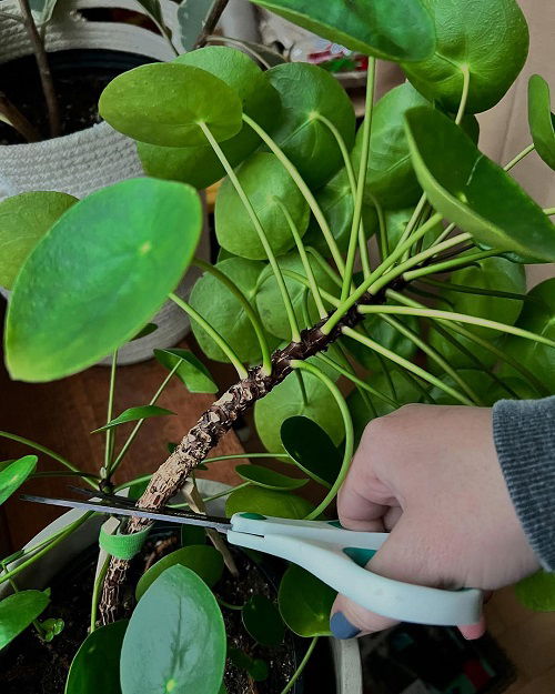 Chinese Money Plant indoor display 2 