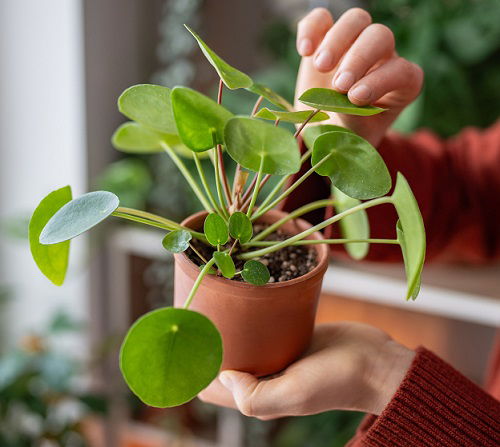 Chinese Money Plant indoor display 3