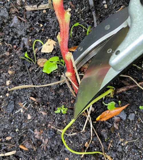 What to Do With Annuals When They Finish Blooming