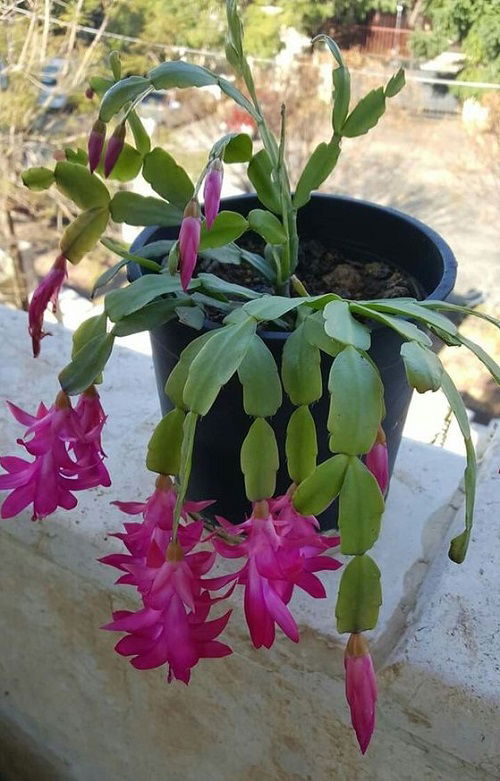 Christmas Cactus Facts You Didn’t Know 3 