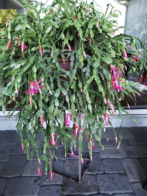 unknown facts about christmas cactus 2