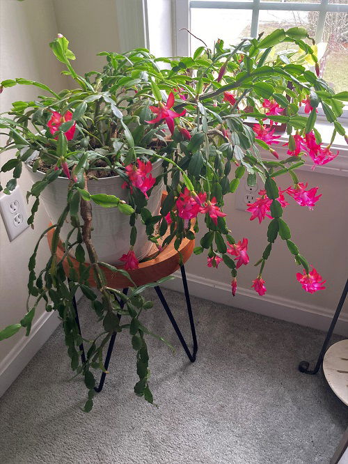 Christmas Cactus Facts You Didn’t Know 1