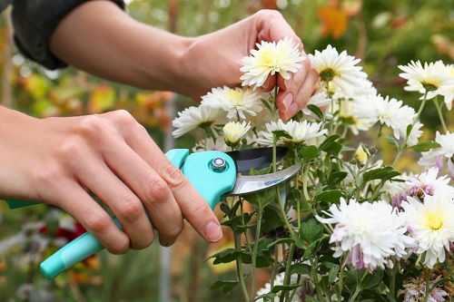 Deadheading chrysanthemum flowers