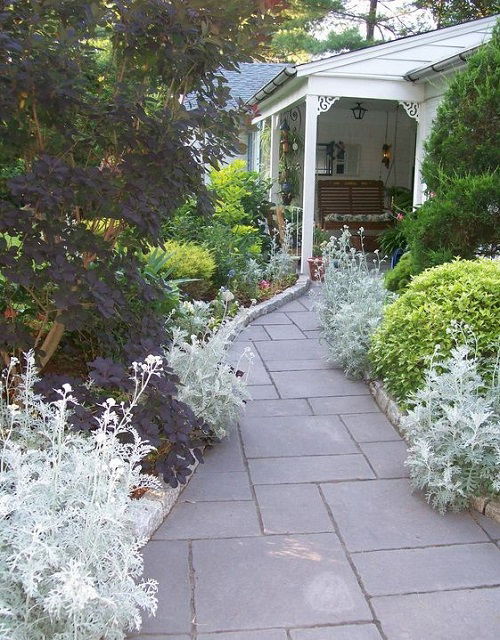 Dusty Miller landscaping sideway