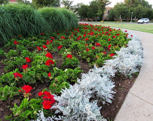 best dusty miller landscaping ideas 4