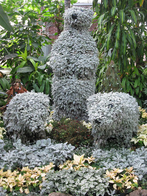 dusty miller topiary in garden