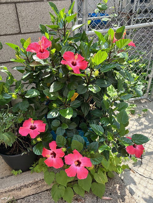 Hibiscus flowers in garden full bloom