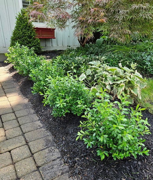 best boxwood alternatives that thrive and grow like them 3