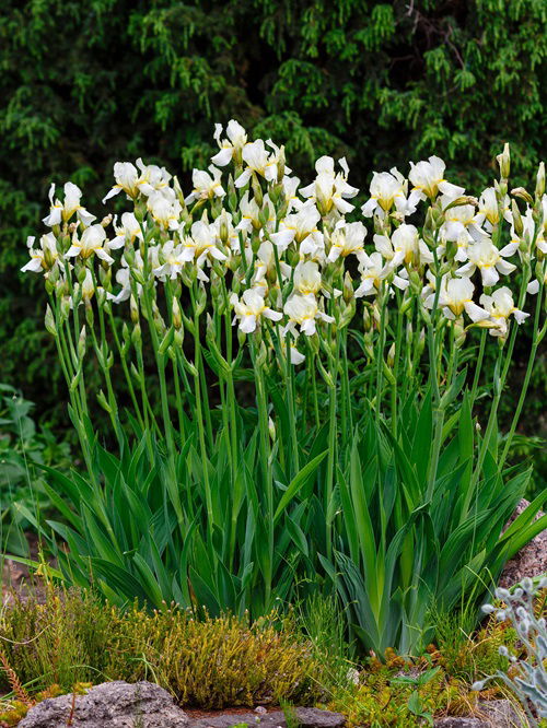 Multi-Blooming Perennials 