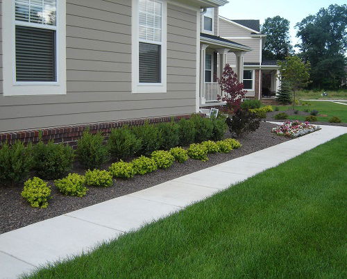 Boxwood Landscaping Ideas for Curb Appeal 2