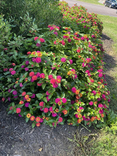 Lantana in garden full bloom