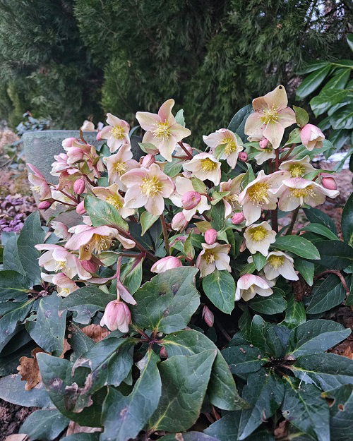 lenten rose in garden full bloom