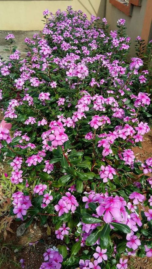 Madagascar perwinkle in full bloom in garden