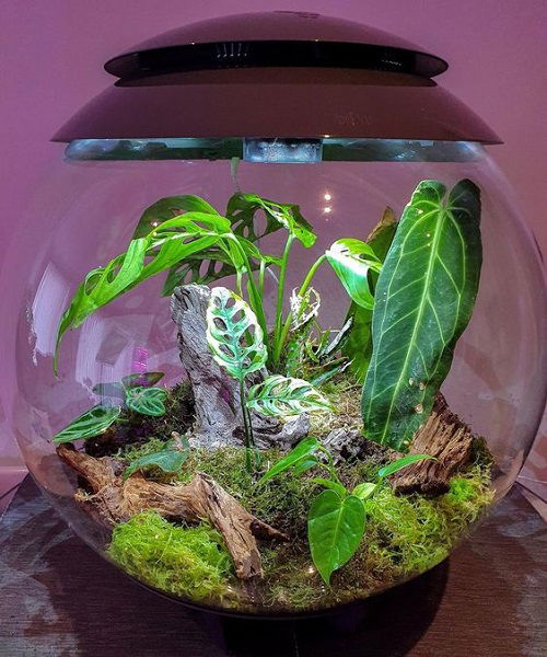 Monstera In a Glass Terrarium