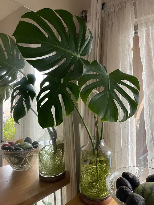 monstera in water