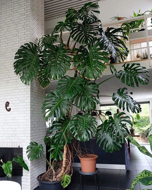 Monstera In the Guest Hall