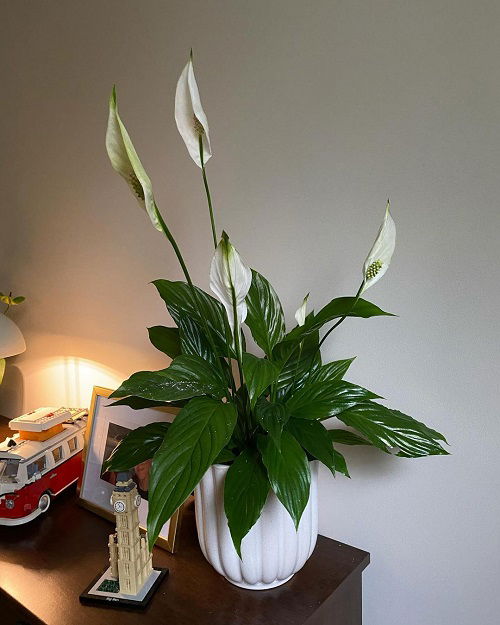 Worst Spots To Place Your Peace Lily 4