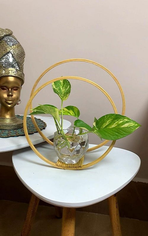 Decorative Pothos water arrangements 6