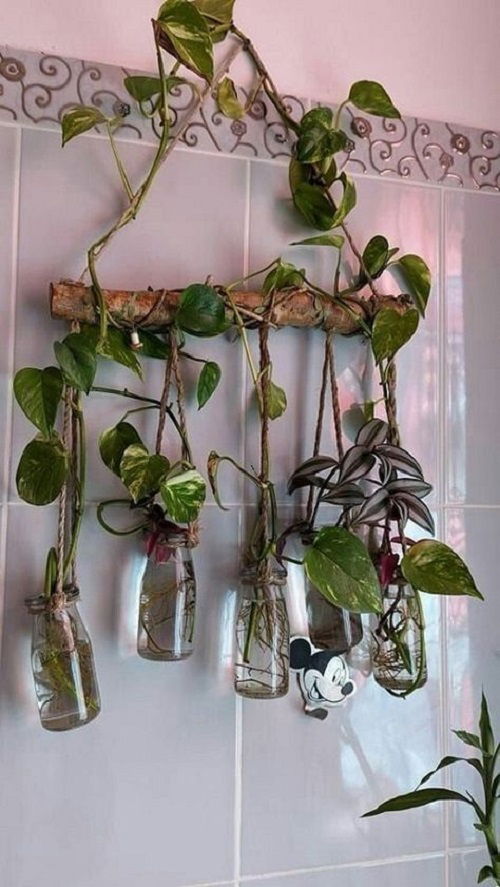 Creative Pothos water display 3