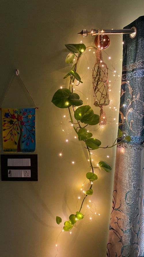 Creative Pothos water display 2