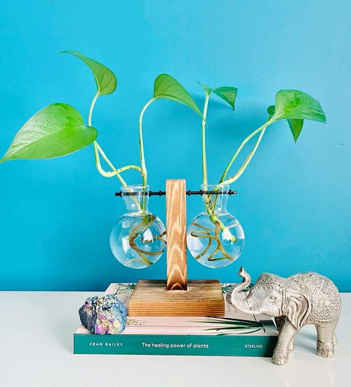 pothos in water creative ideas 5