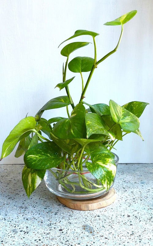 pothos in water creative ideas 6