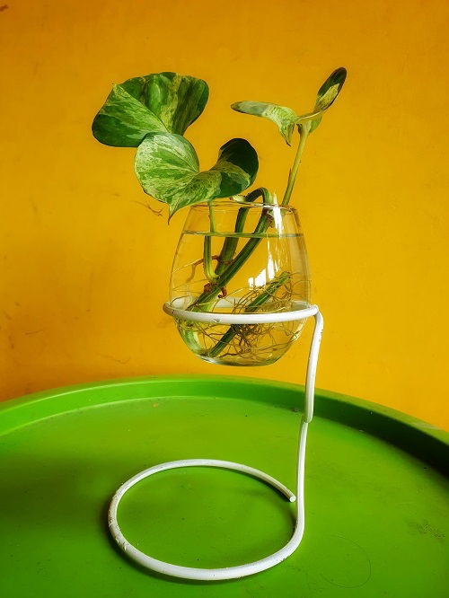 Innovative Pothos water setups 3