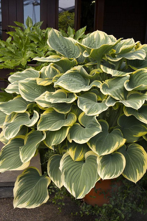 Variegated Hosta Varieties Plant 5