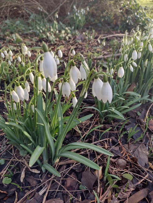 Snowdrops in garden