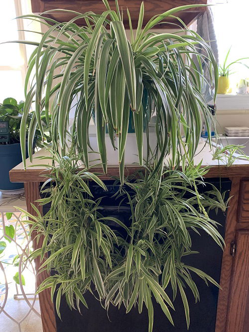 5 Indoor Plants You Can Divide In September