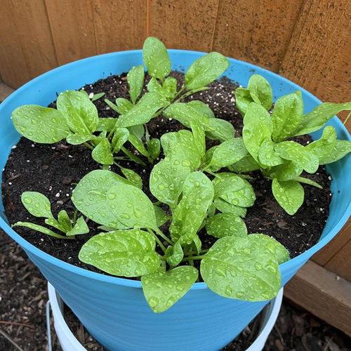 Amazing Frost Tolerant Vegetables You Can Grow in October