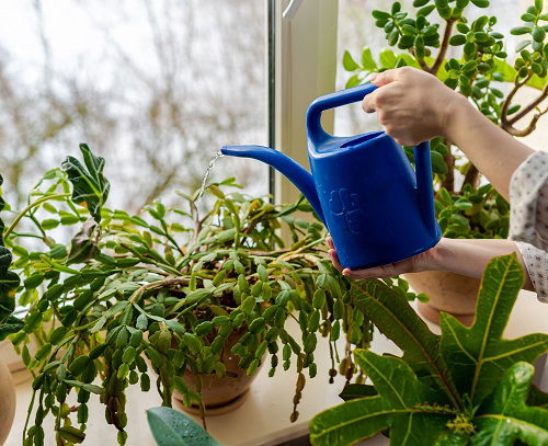 watering christmas cactus in pot