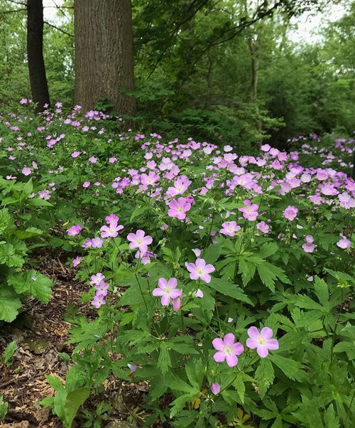 top Weeds That Attract Most Pollinators