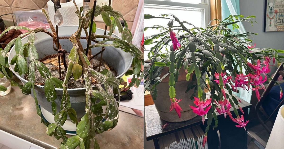 9 Common Christmas Cactus Pests and How to Get Rid of Them