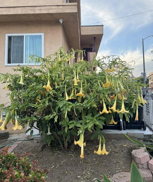 Spooky Halloween Plants