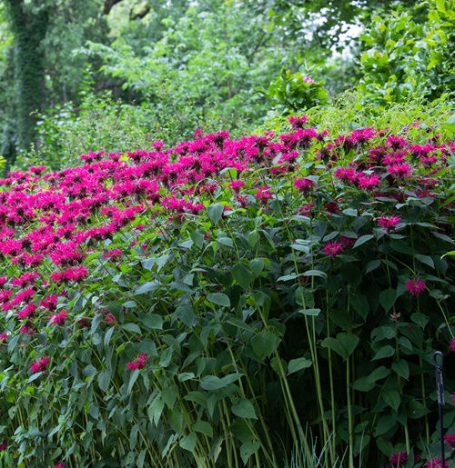 You Should Prune Perennials in the Fall