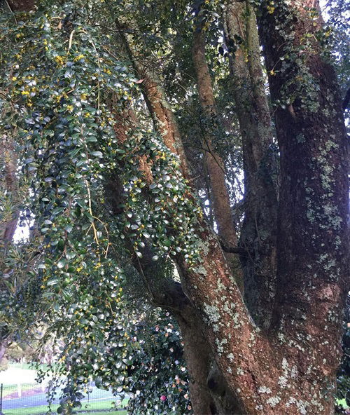 boxleaf azara shrub in garden