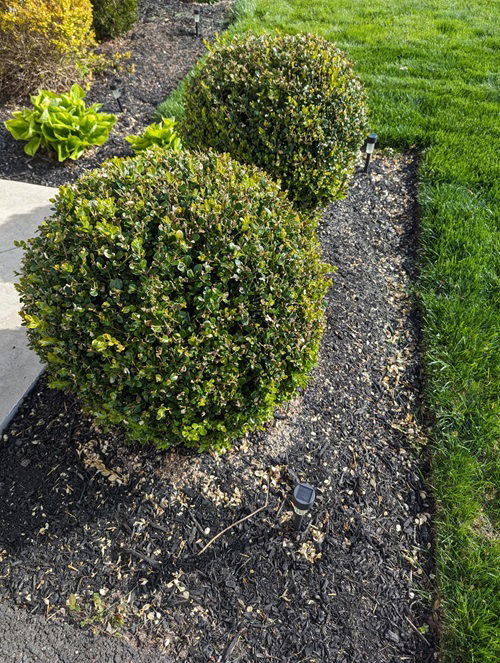 boxwood shrubs in garden