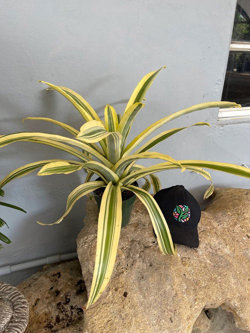 Indoor plants with golden colors