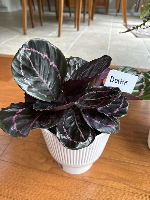 lovely Houseplants with Purple Stripes