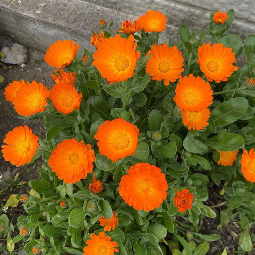 best Hardy Annuals to Plant in Fall for Flowers Next Year