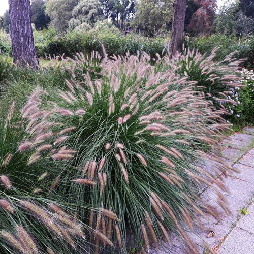 Distinctive Grasses in the Fall and Winter