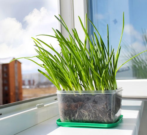 chives Herbs for your Pizza Garden