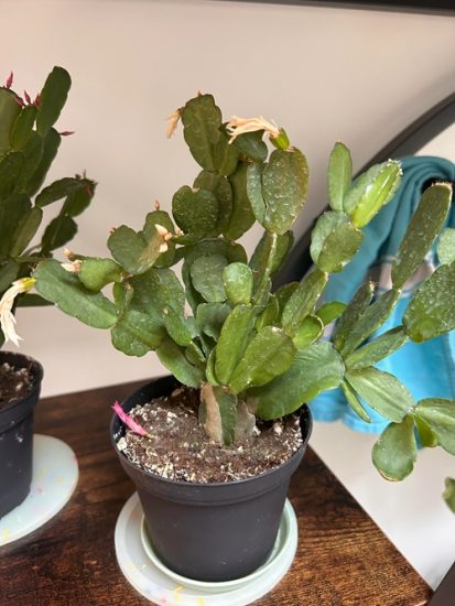 9 Common Christmas Cactus Pests and How to Get Rid of Them