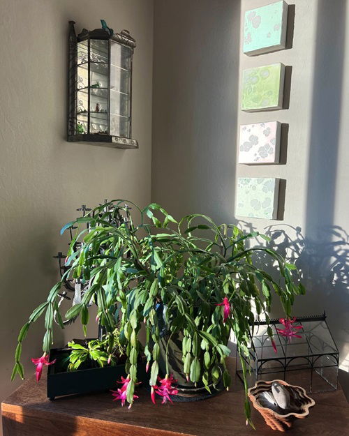 How To Provide Your Christmas Cactus More Humidity