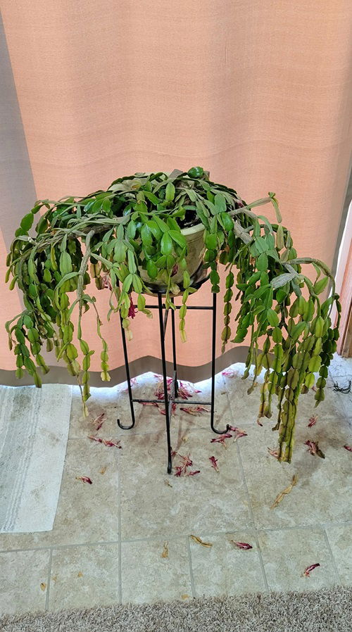 Signs that Show Your Christmas Cactus Needs More Humidity