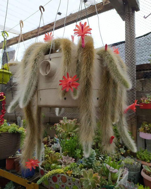 top Best Hanging Cactus