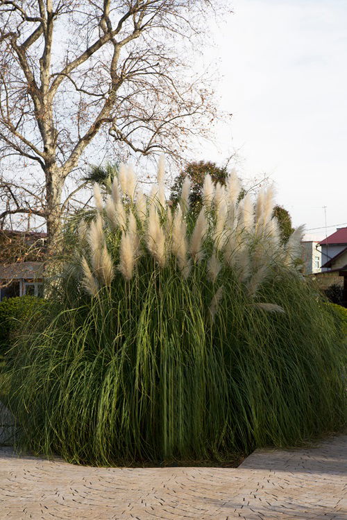 Fall and Winter Grasses That Are Particular