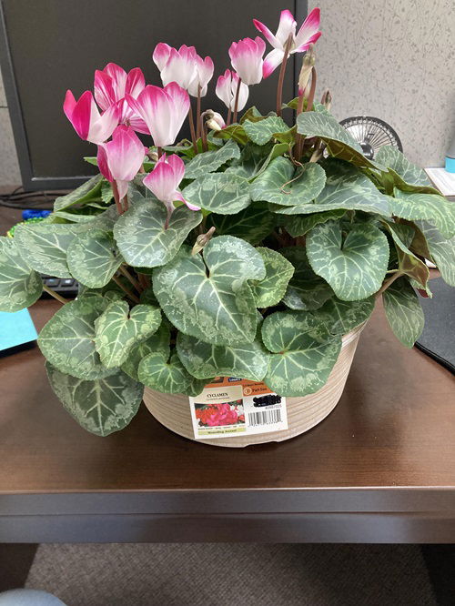 How to Keep your Cyclamen Bloom In All Winter Long